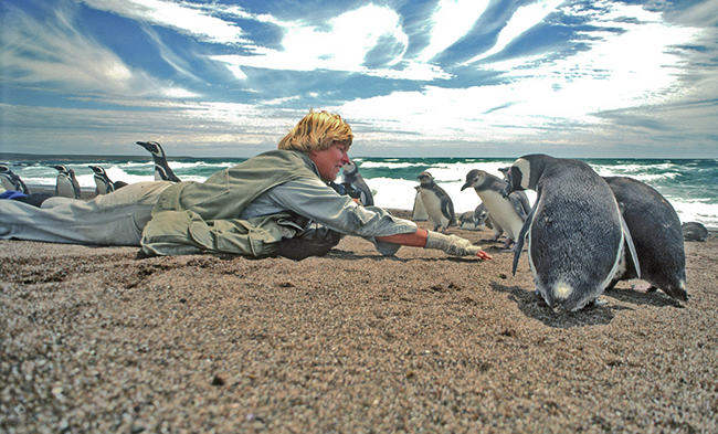 Zoology alumna has spent career saving penguins | College of Arts and